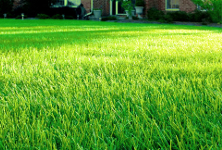 green lawn